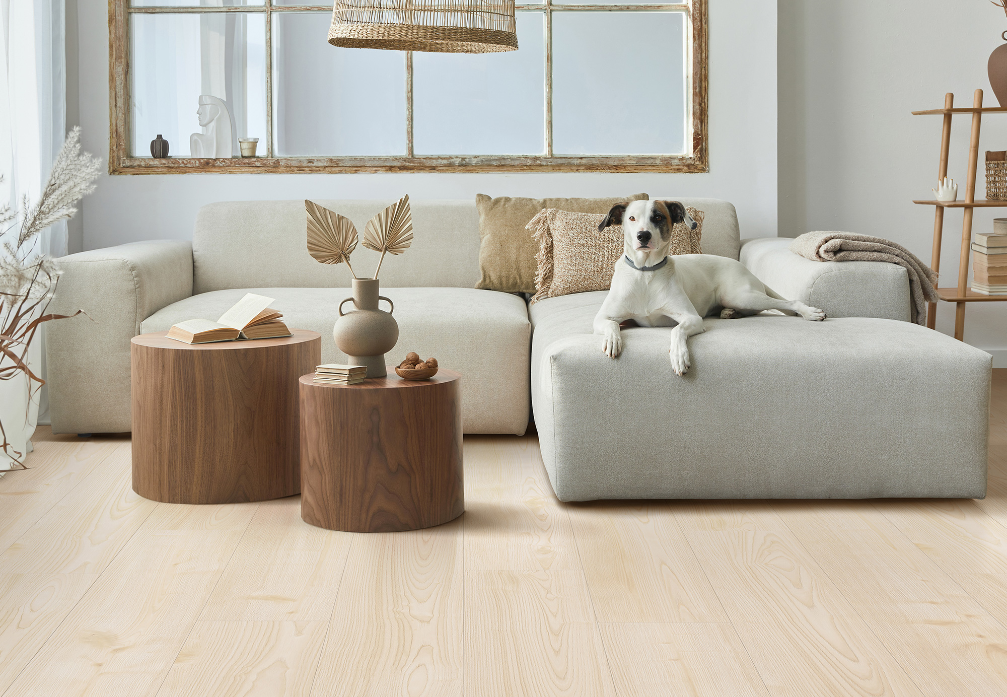 Ultra Matte Room with dog on couch